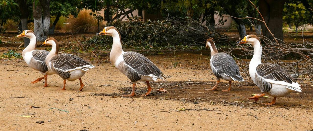 Pushkar Resort Buitenkant foto