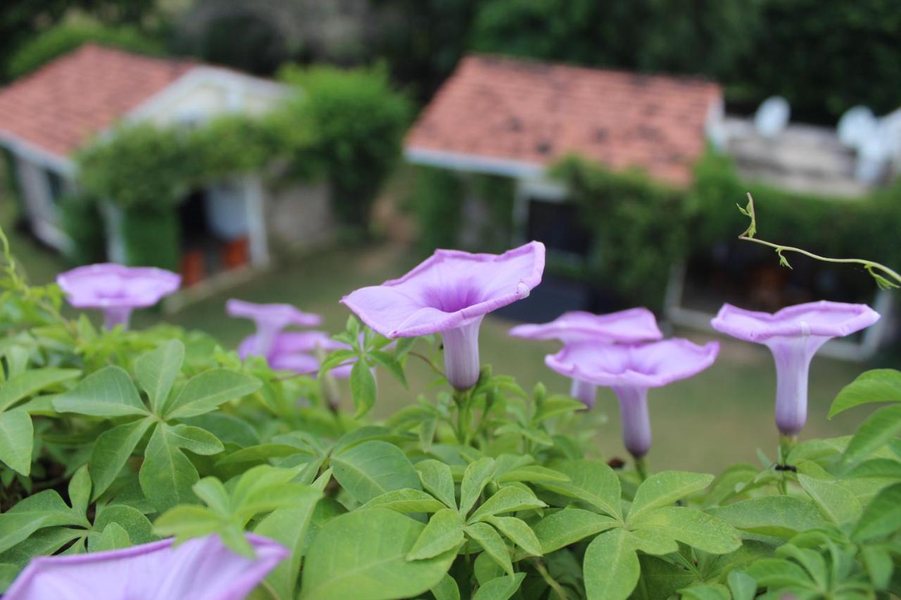 Pushkar Resort Buitenkant foto
